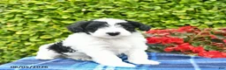 Yorkiepoo dogs for sale: Bowe  - Ad 2