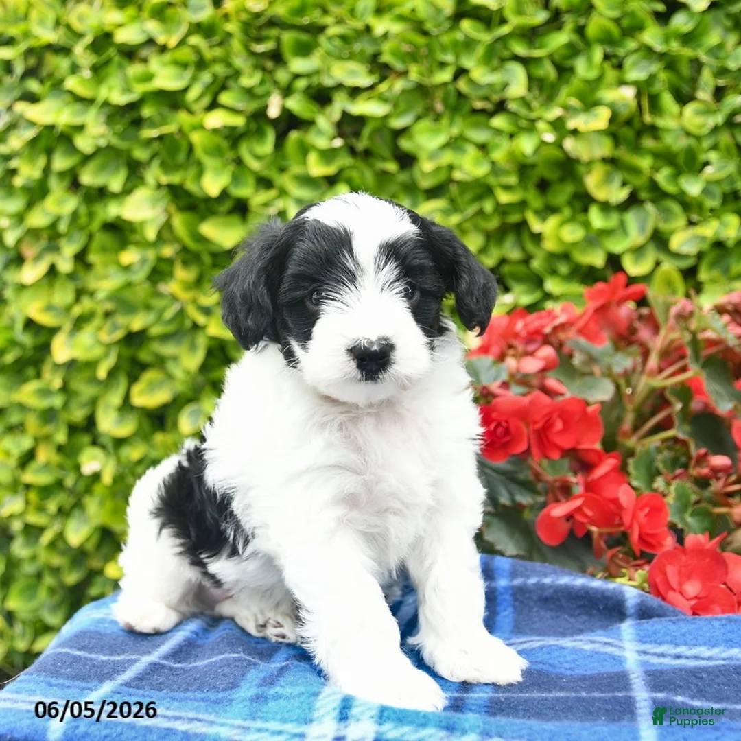 Yorkiepoo dogs for sale: Bowe  - Ad 2