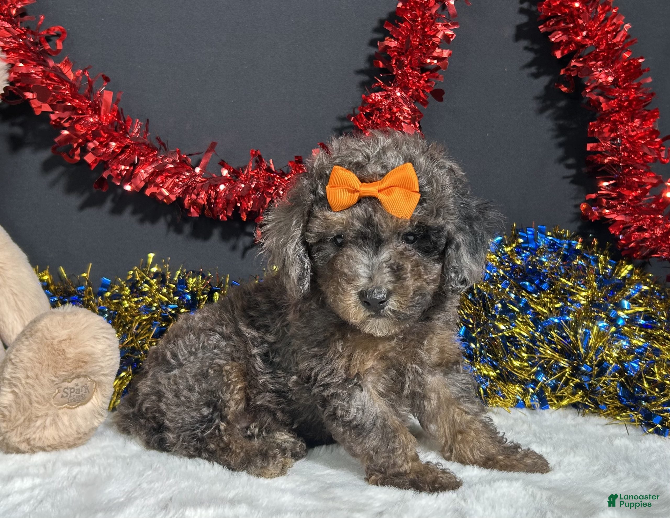 Miniature Poodle dogs for sale: Pluto - Ad 2
