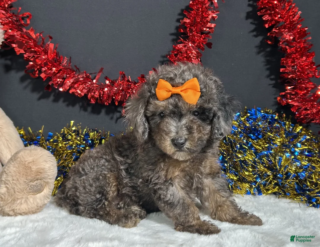 Miniature Poodle dogs for sale: Pluto - Ad 2