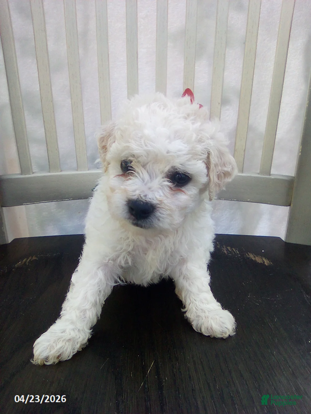 Bichpoo dogs for sale: Cassie - Ad 2