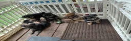 Mixed Breed dogs for sale: Margaret Corbin AKA Captain Molly - Ad 4