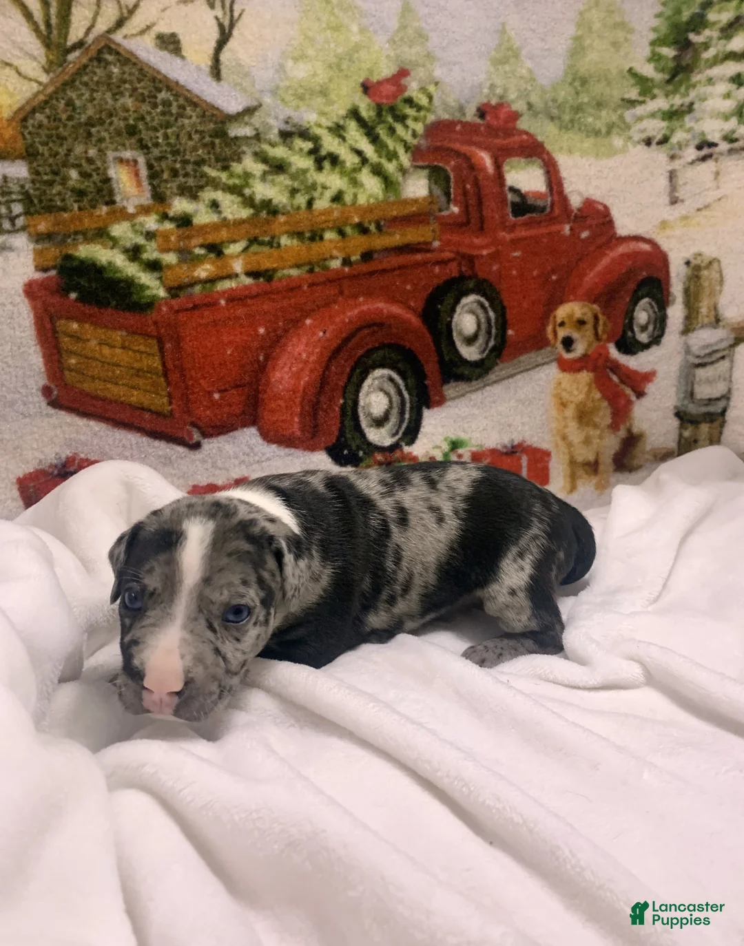 Mixed Breed dogs for sale: Minnie Mouse - Ad 13