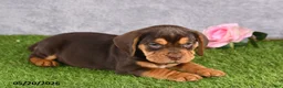 Beabull dogs for sale: Titan - Ad 2