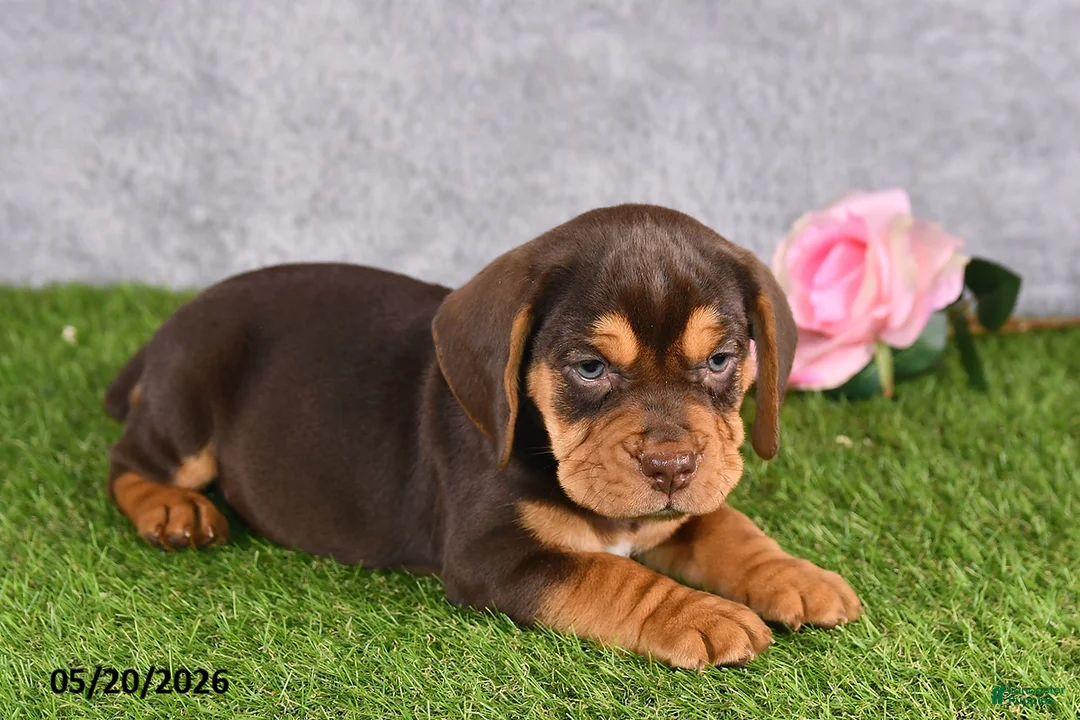 Beabull dogs for sale: Titan - Ad 2