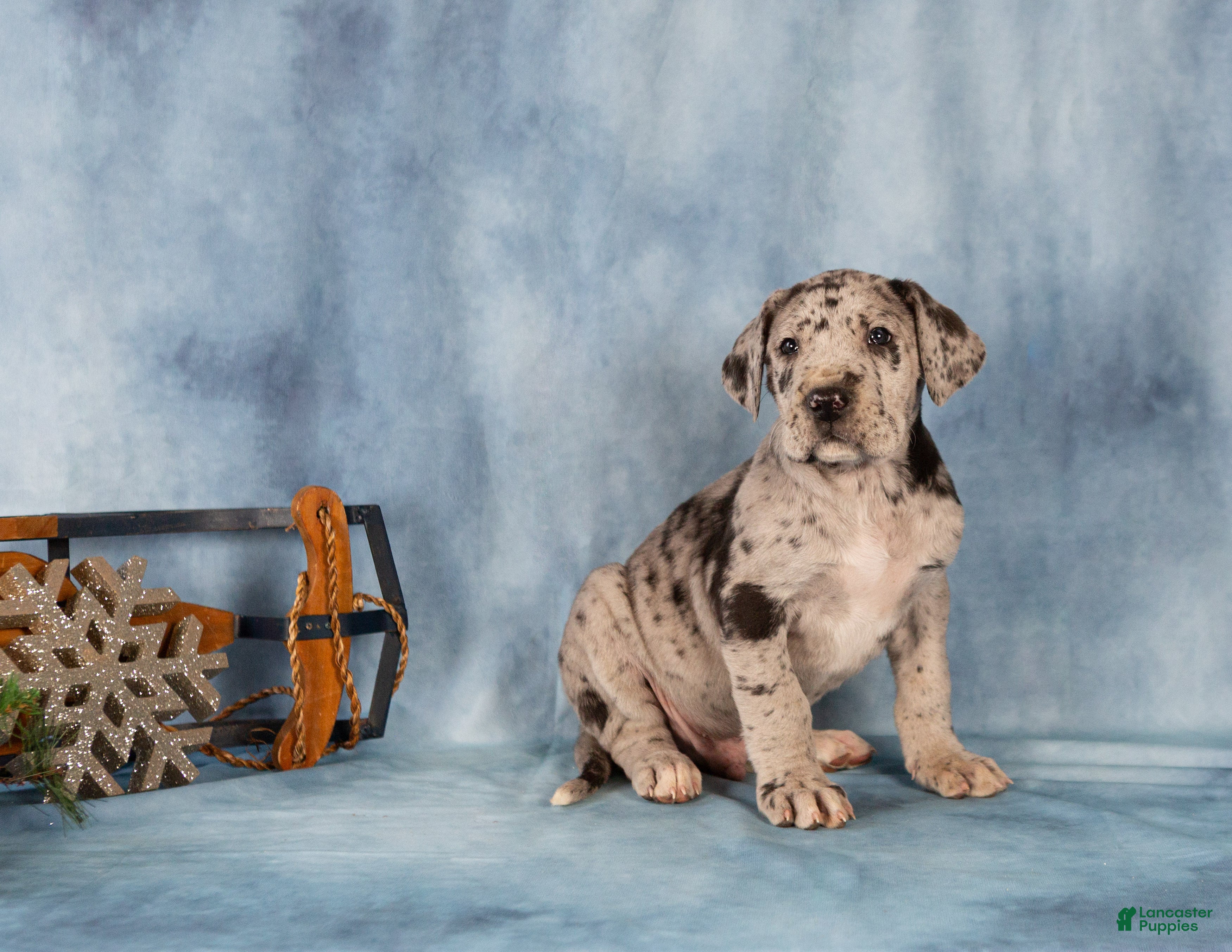 Great Dane dogs Donovan - Ad 9