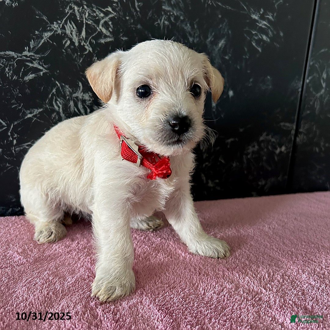 Mixed Breed dogs for sale: Anne - Ad 3