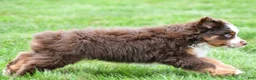 Miniature Australian Shepherd dogs for sale: Wendall - Ad 10