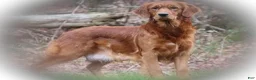 Golden Retriever dogs for sale: Katalina - Ad 5