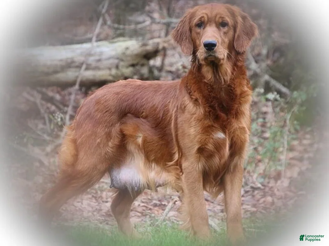Golden Retriever dogs for sale: Katalina - Ad 5