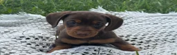 Miniature Dachshund dogs for sale: Gavin - Ad 9