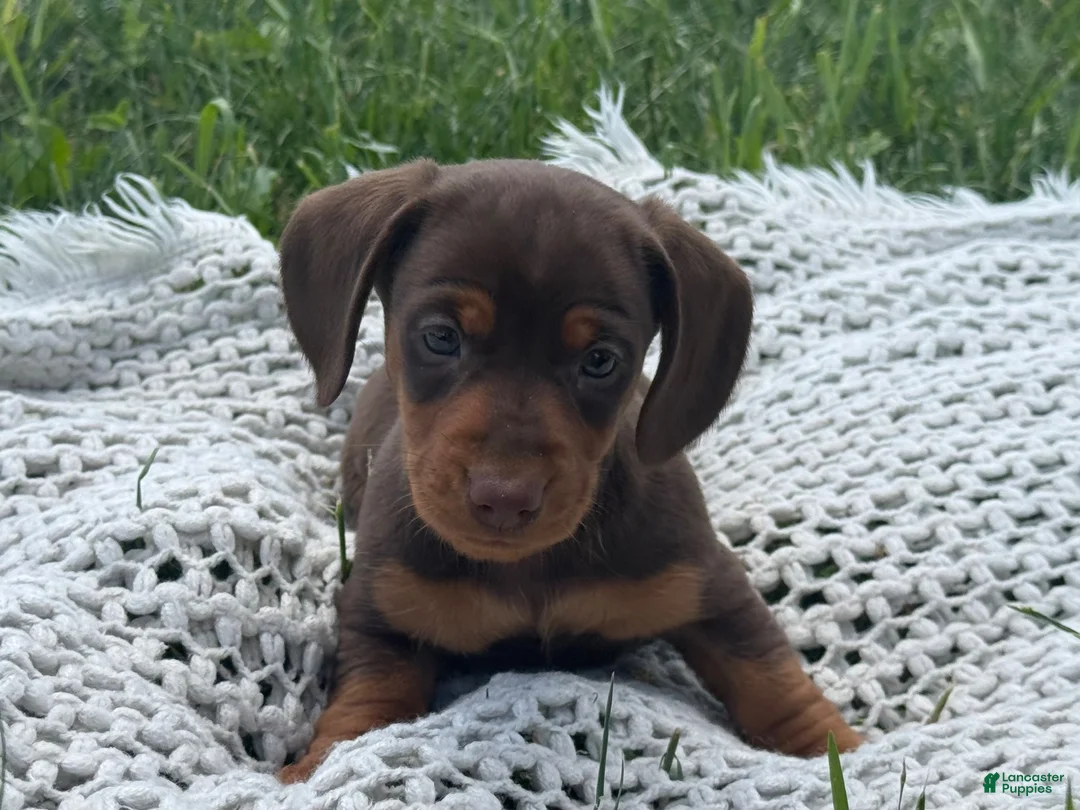 Miniature Dachshund dogs for sale: Gavin - Ad 9