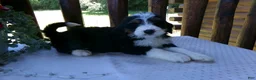 Mini Bernedoodle dogs for sale: Butter Cup - Ad 10