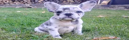 French Bulldog dogs for sale: Zoey - Ad 7
