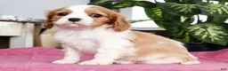 Cavalier King Charles Spaniel dogs for sale: Shelly - Ad 3