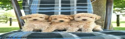 Bichpoo dogs for sale: Mac  - Ad 3