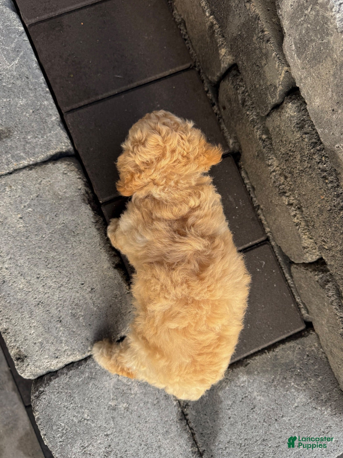 Bichpoo dogs Ivy - Ad 2