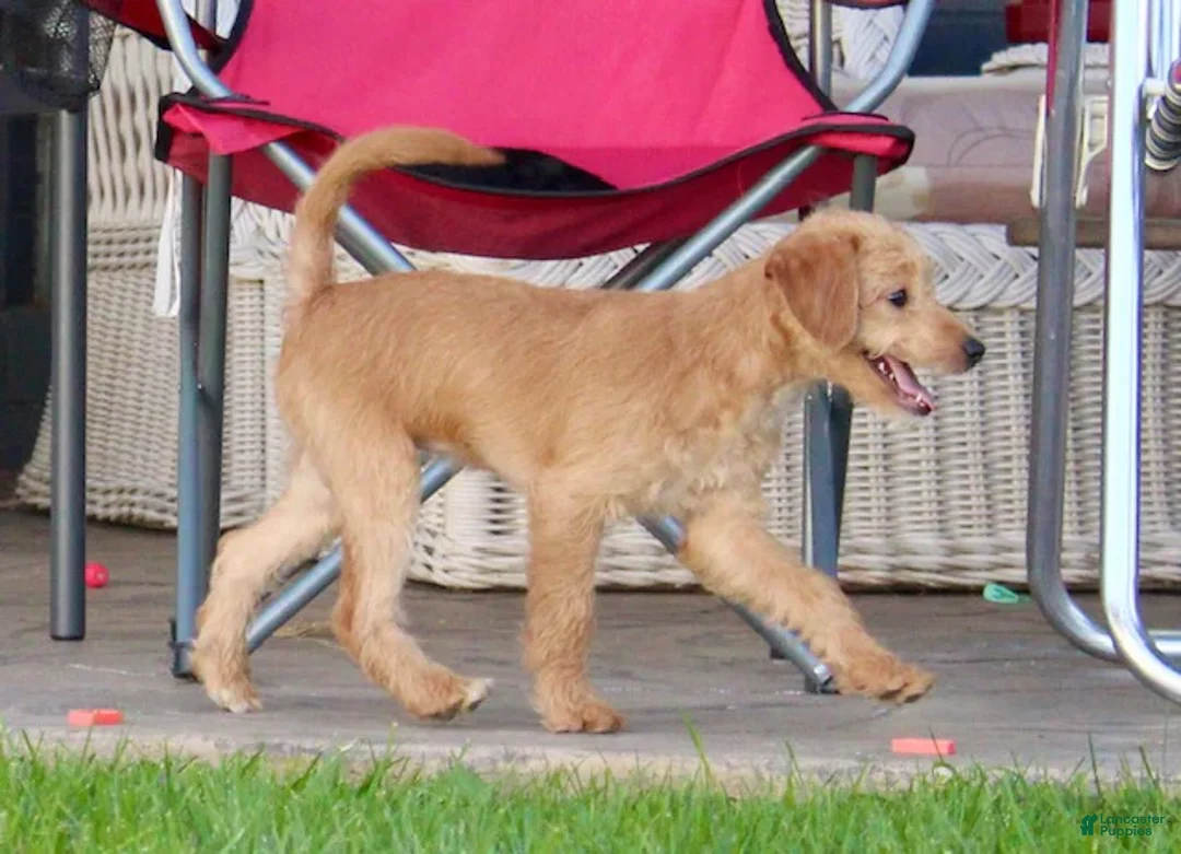 Mixed Breed dogs for sale: Krista - Ad 2