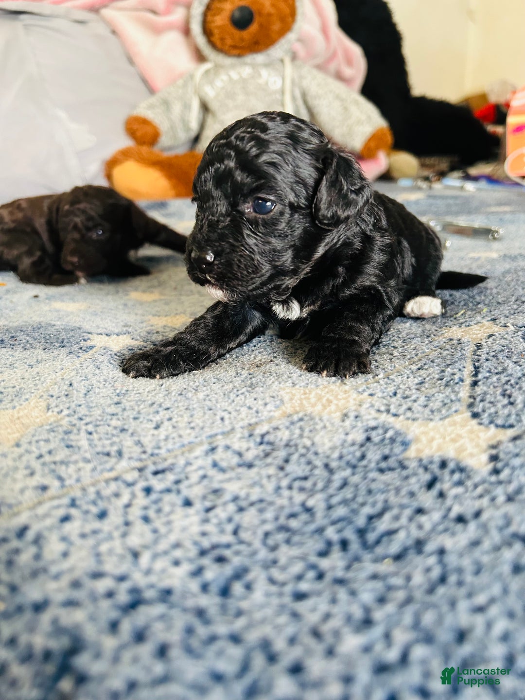 Cavapoo dogs for sale: Moon - Ad 5