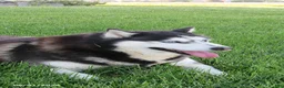 Siberian Husky dogs for sale: Mayla - Ad 5