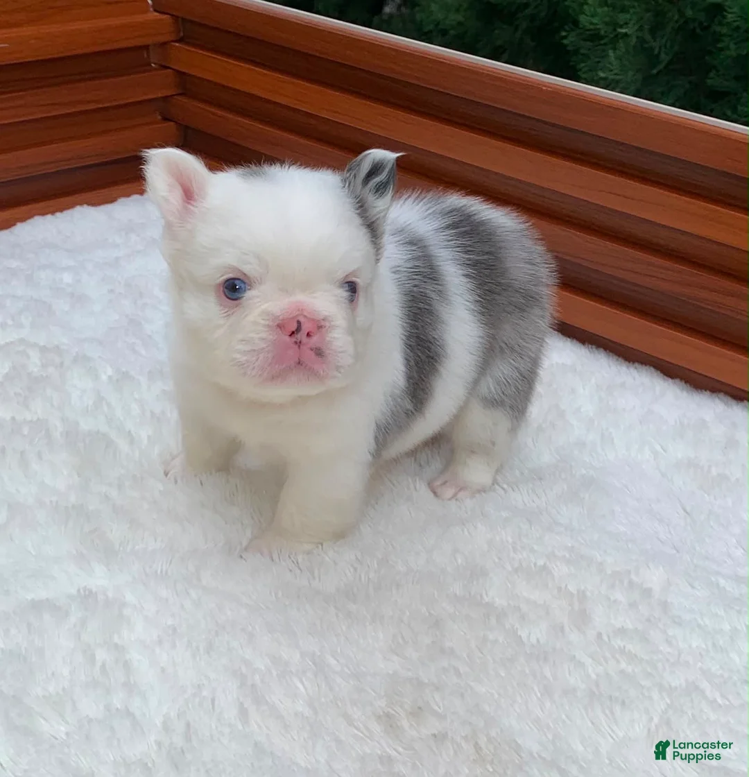 French Bulldog dogs for sale: CHINA - Ad 1