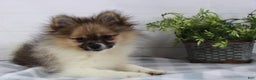 Pomeranian dogs for sale: Pomeranian Puppy 1 - Ad 12