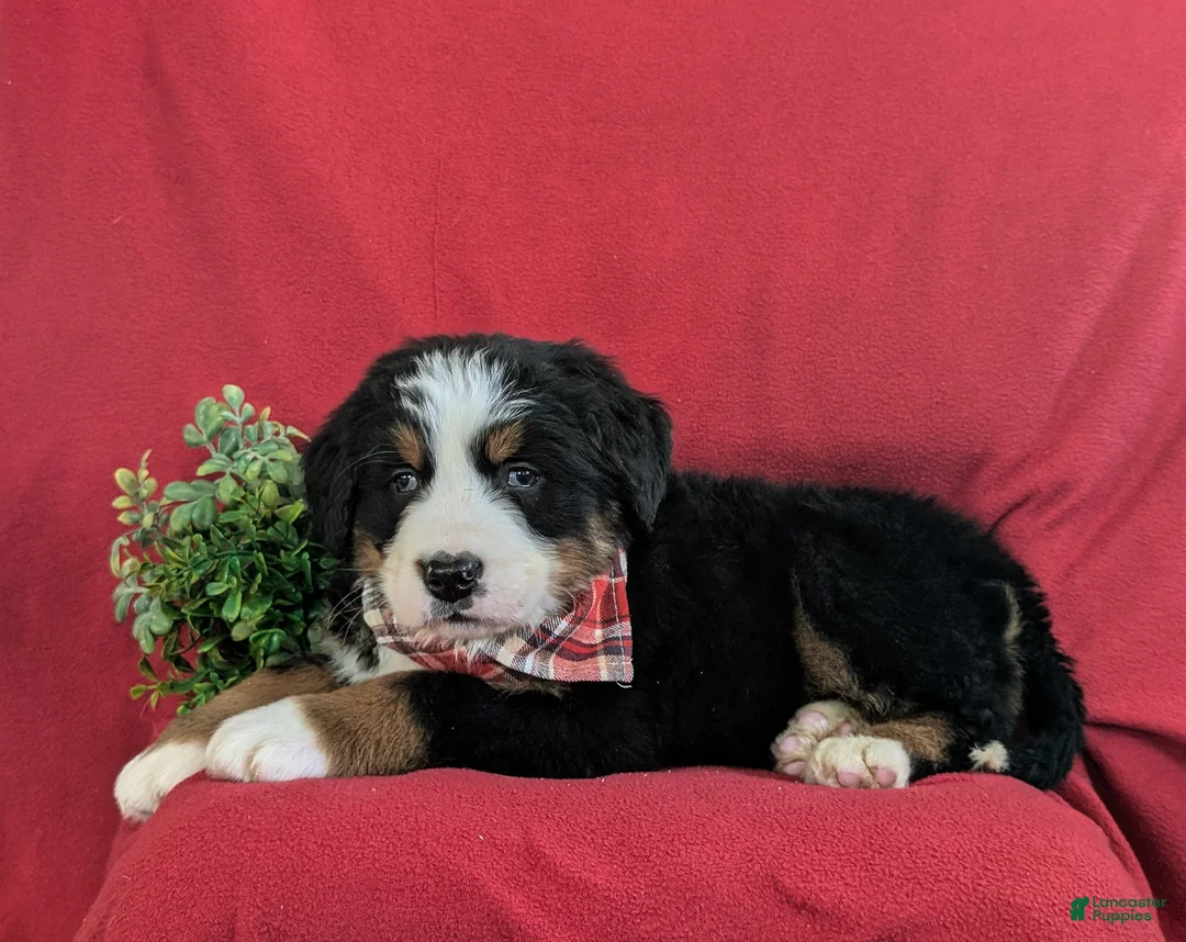 Bernese Mountain Dog dogs for sale: Dominic - Ad 5