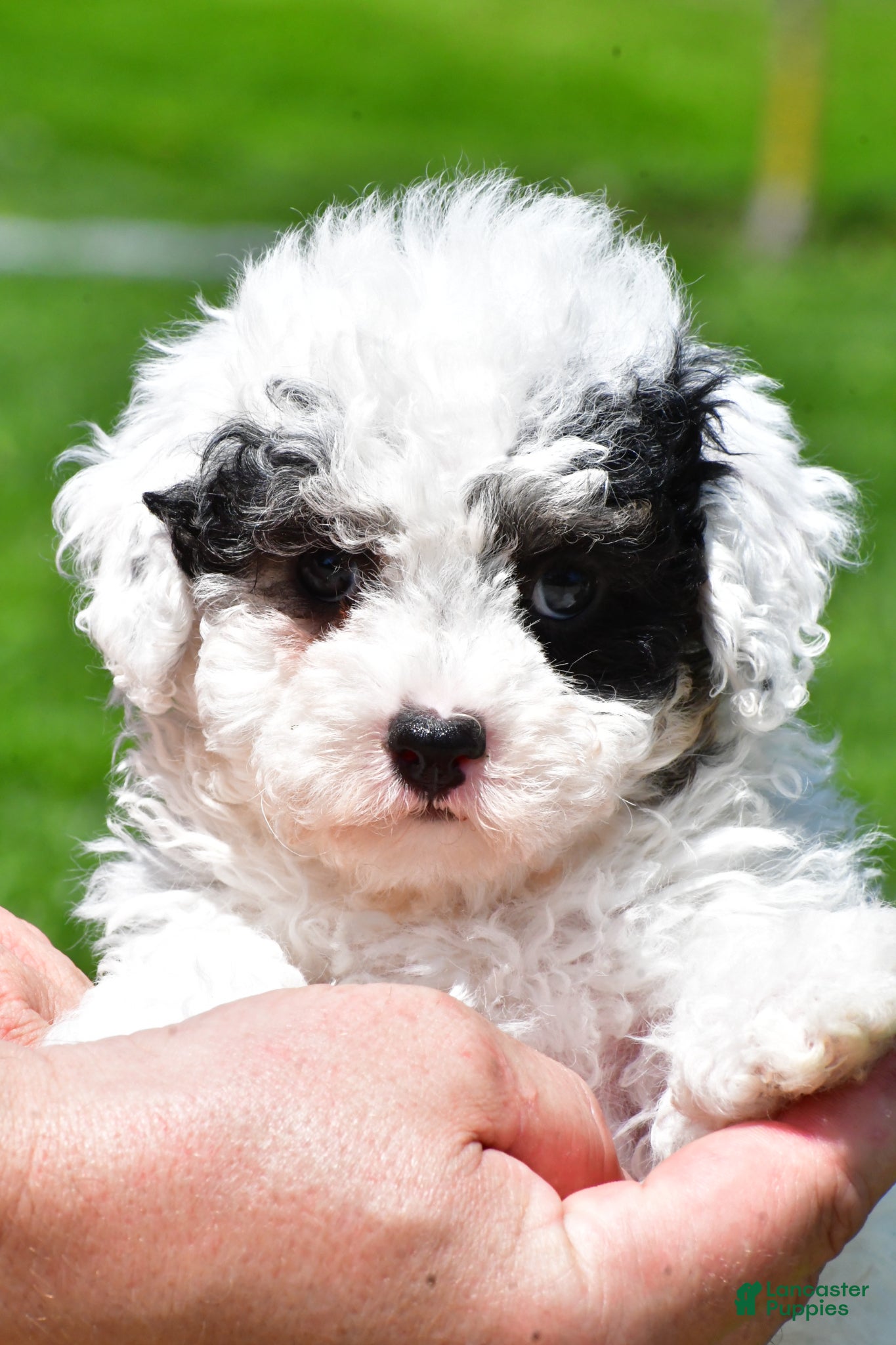 Miniature Poodle dogs Tristan - Ad 1