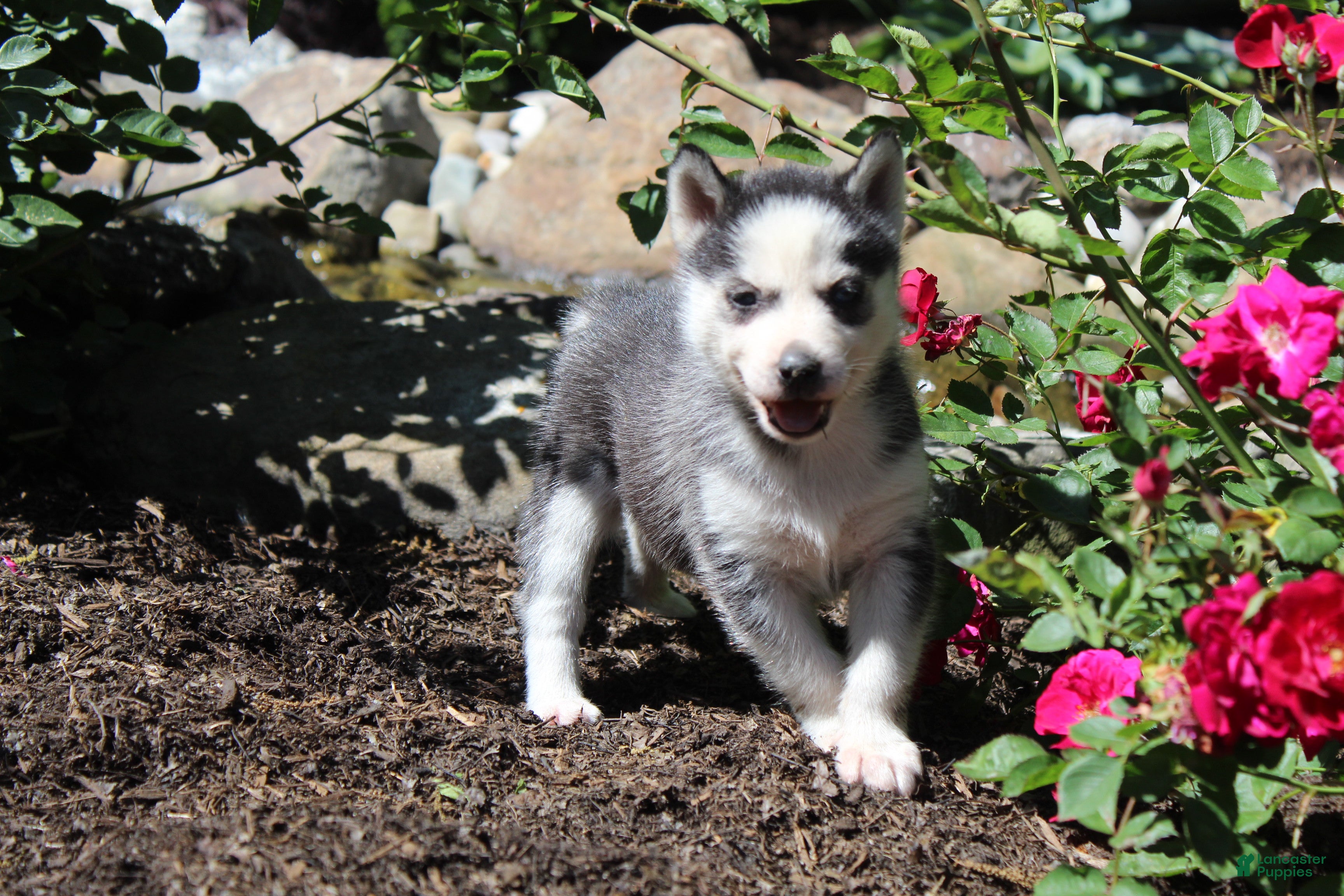 Siberian Husky dogs Crystal - Ad 1