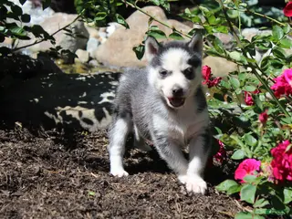Siberian Husky dogs for sale: Crystal - Ad 1