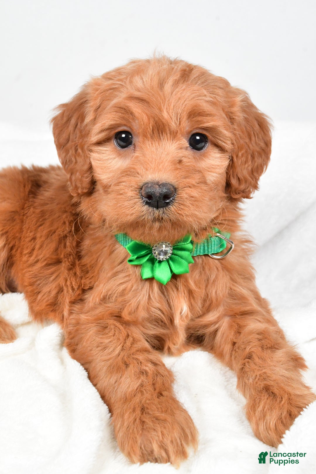 Mini Goldendoodle dogs for sale: Biff - Ad 2