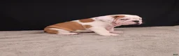 English Bulldog dogs for sale: Charlie  - Ad 21