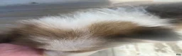 Shetland Sheepdog dogs for sale: Clyde  - Ad 4