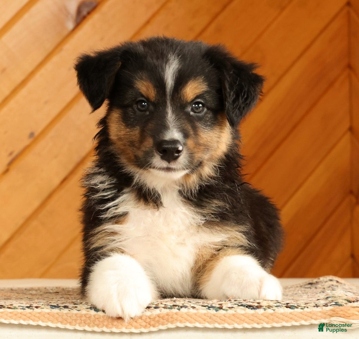Australian Shepherd dogs for sale: Bruno - Ad 4