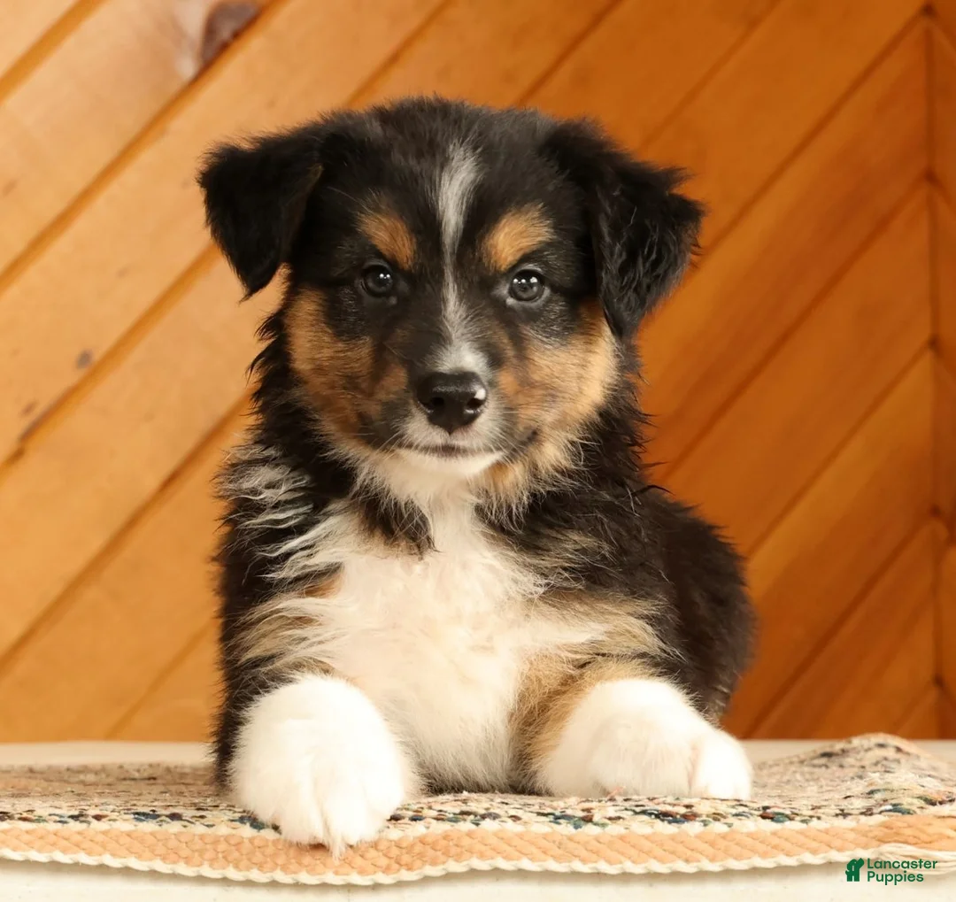 Australian Shepherd dogs for sale: Bruno - Ad 1