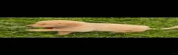 Labrador Retriever dogs for sale: Labrador Retriever Puppy 1 - Ad 2