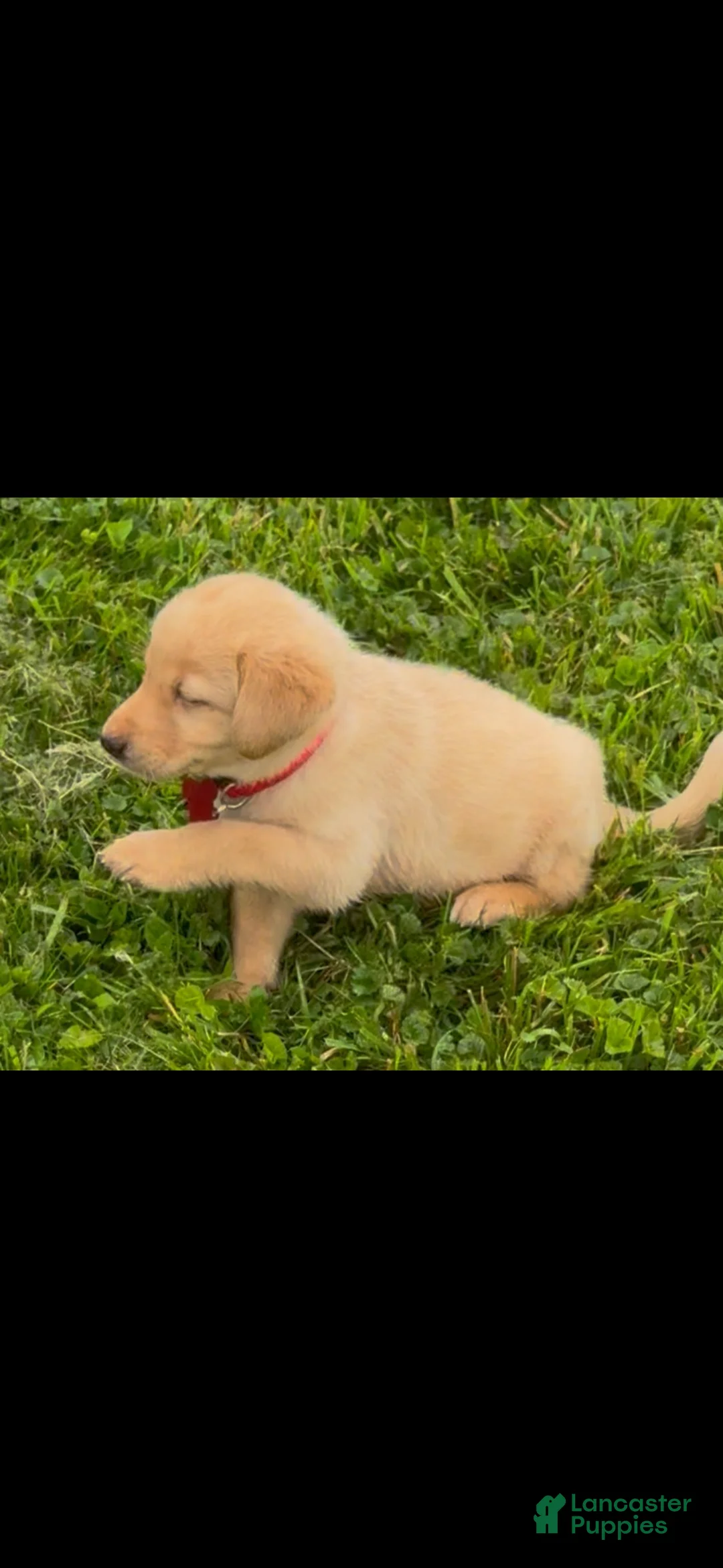 Labrador Retriever dogs for sale: Labrador Retriever Puppy 1 - Ad 2