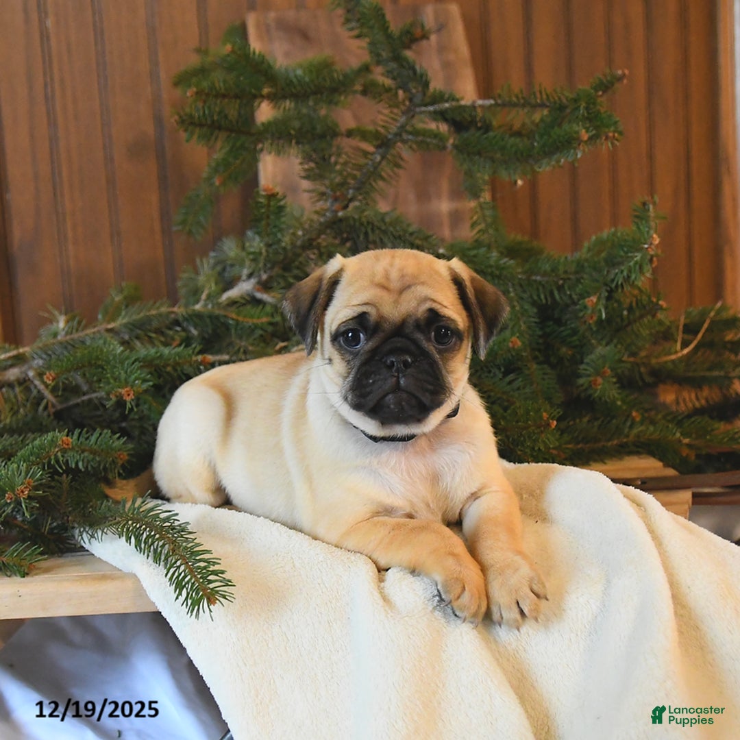 Mixed Breed dogs for sale: Oakley - Ad 3