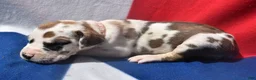 Great Dane dogs for sale: Great Dane - LIght Pink Collar - Fawnequin - Ad 5