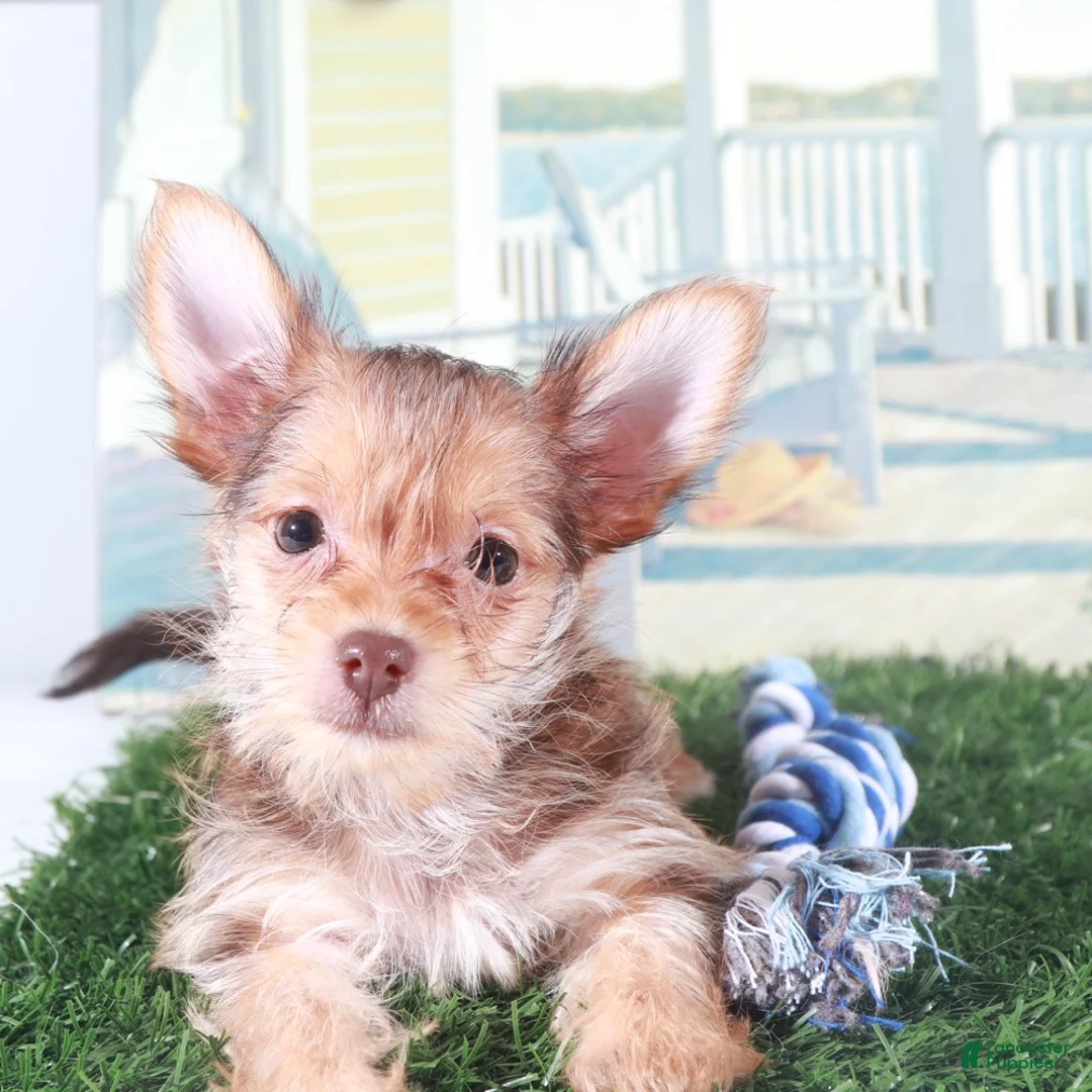 Mixed Breed dogs for sale: Baron Happy Little Havayork - Ad 4