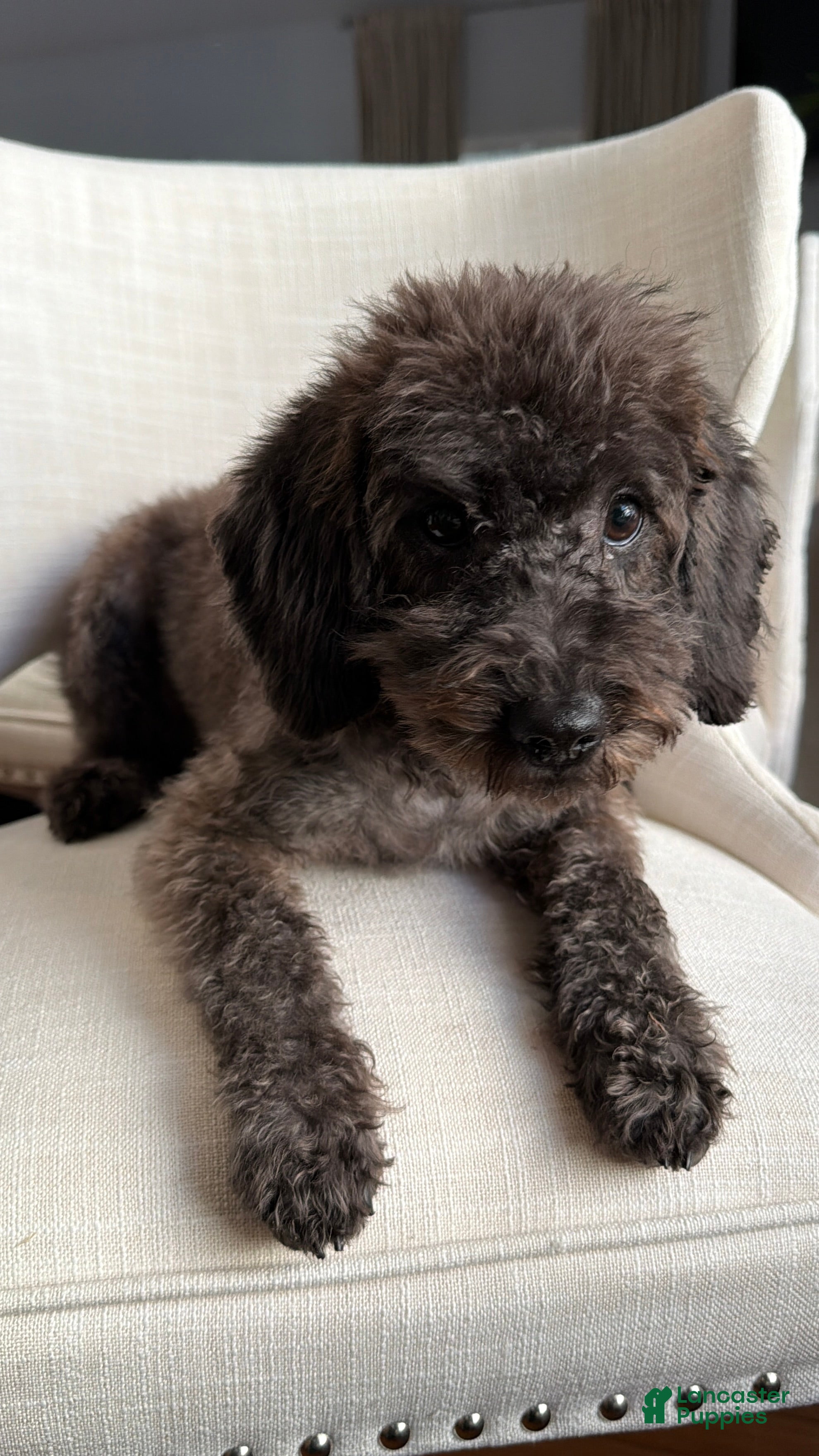 Mini Goldendoodle dogs Pink - Ad 1