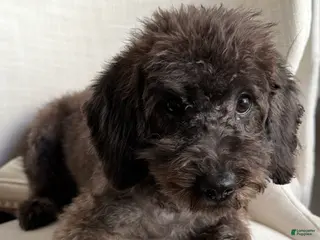 Mini Goldendoodle dogs for sale: Pink - Ad 2