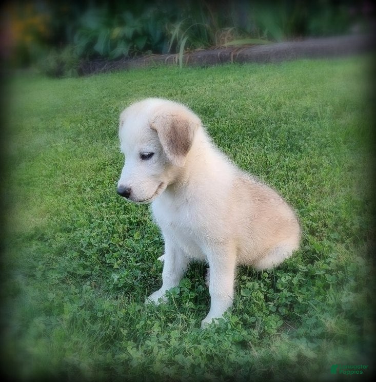 Mixed Breed dogs Lana - Ad 2