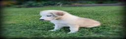 Mixed Breed dogs for sale: Lana - Ad 2