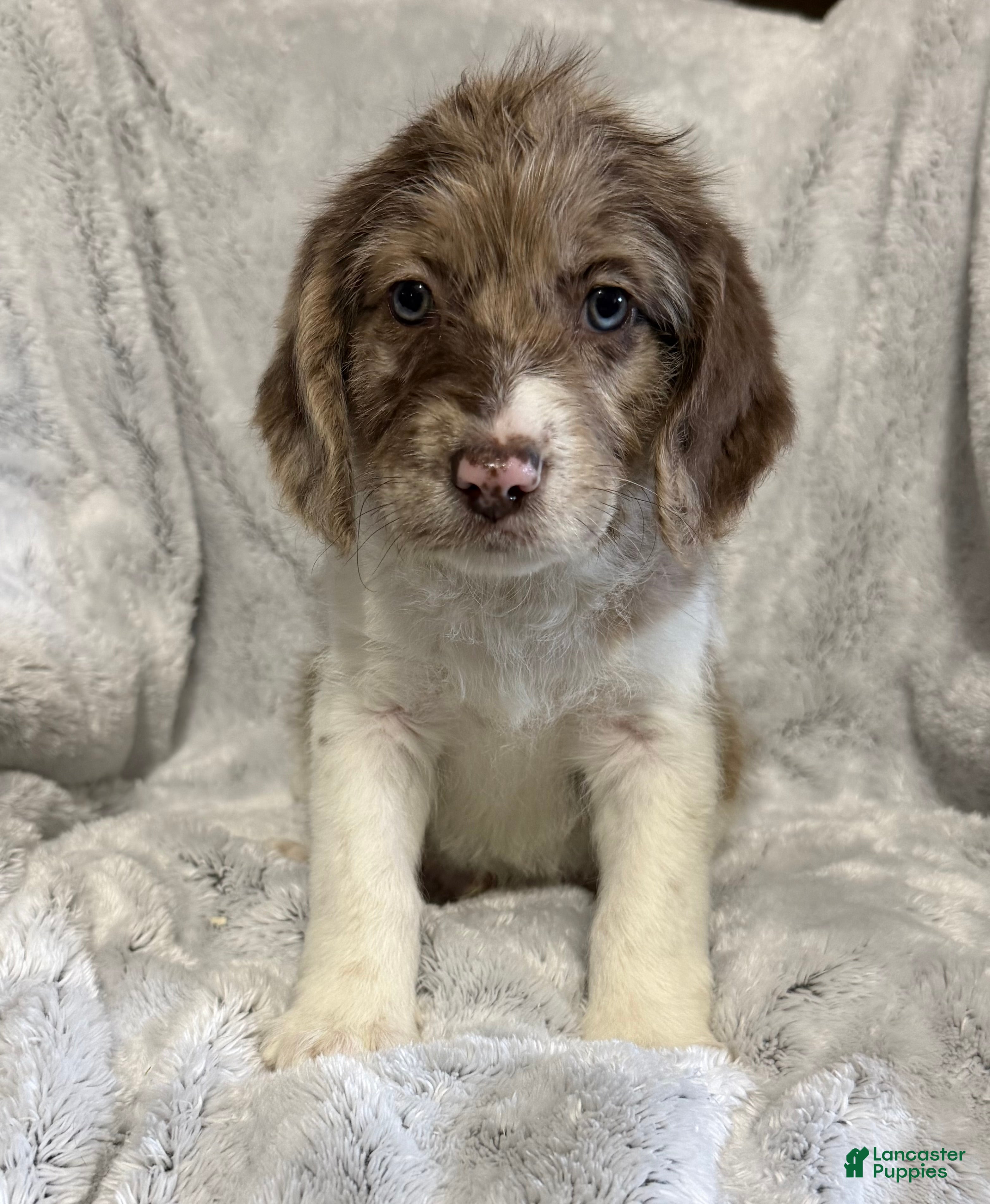 Mixed Breed dogs Ranger - Ad 2