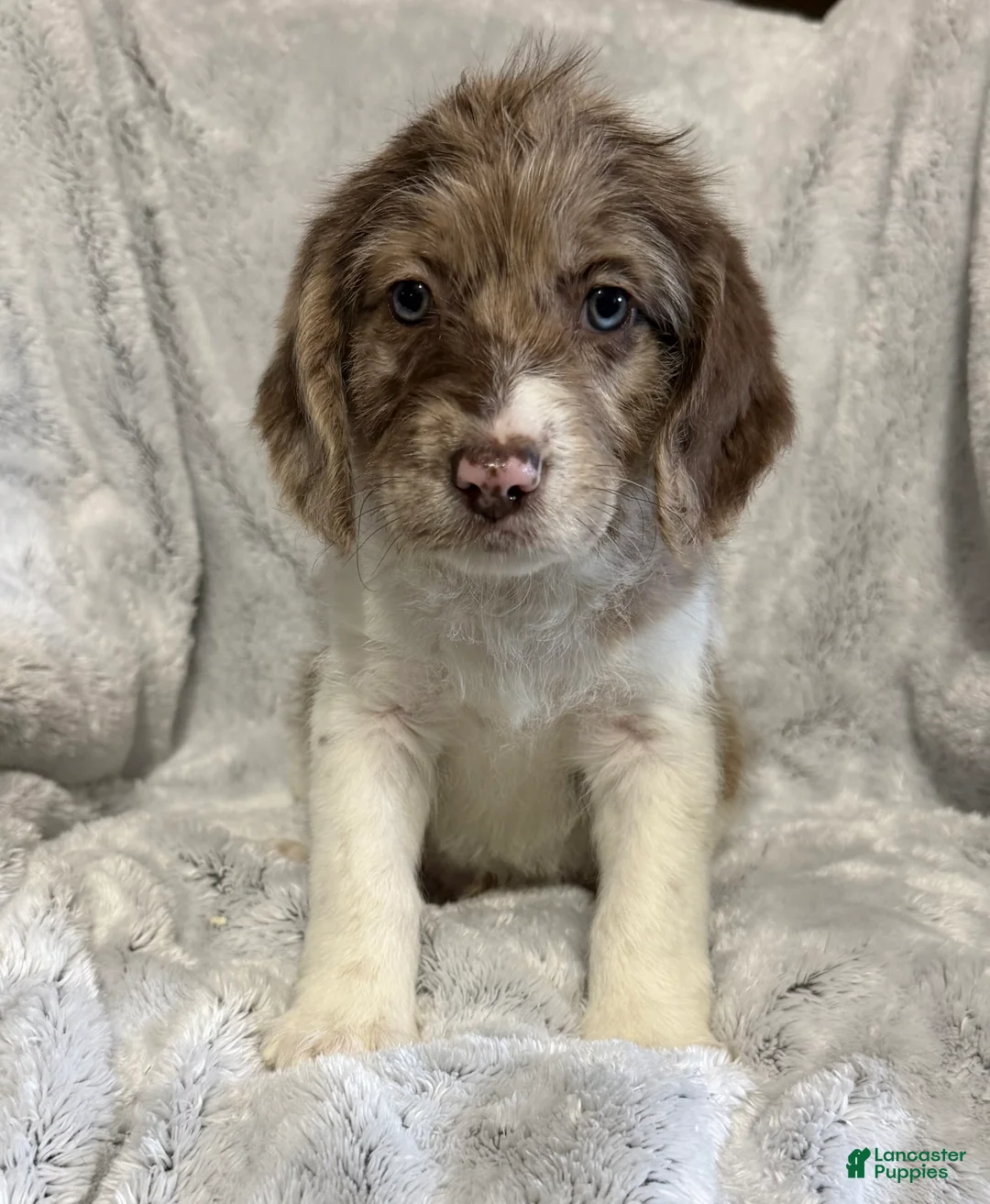 Mixed Breed dogs for sale: Ranger - Ad 2