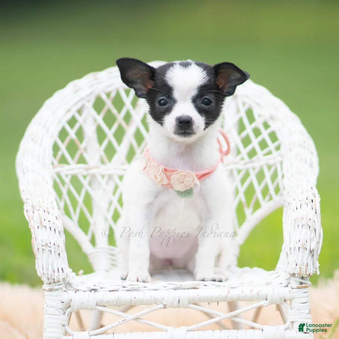 Chihuahua dogs for sale: Chickie - Ad 2