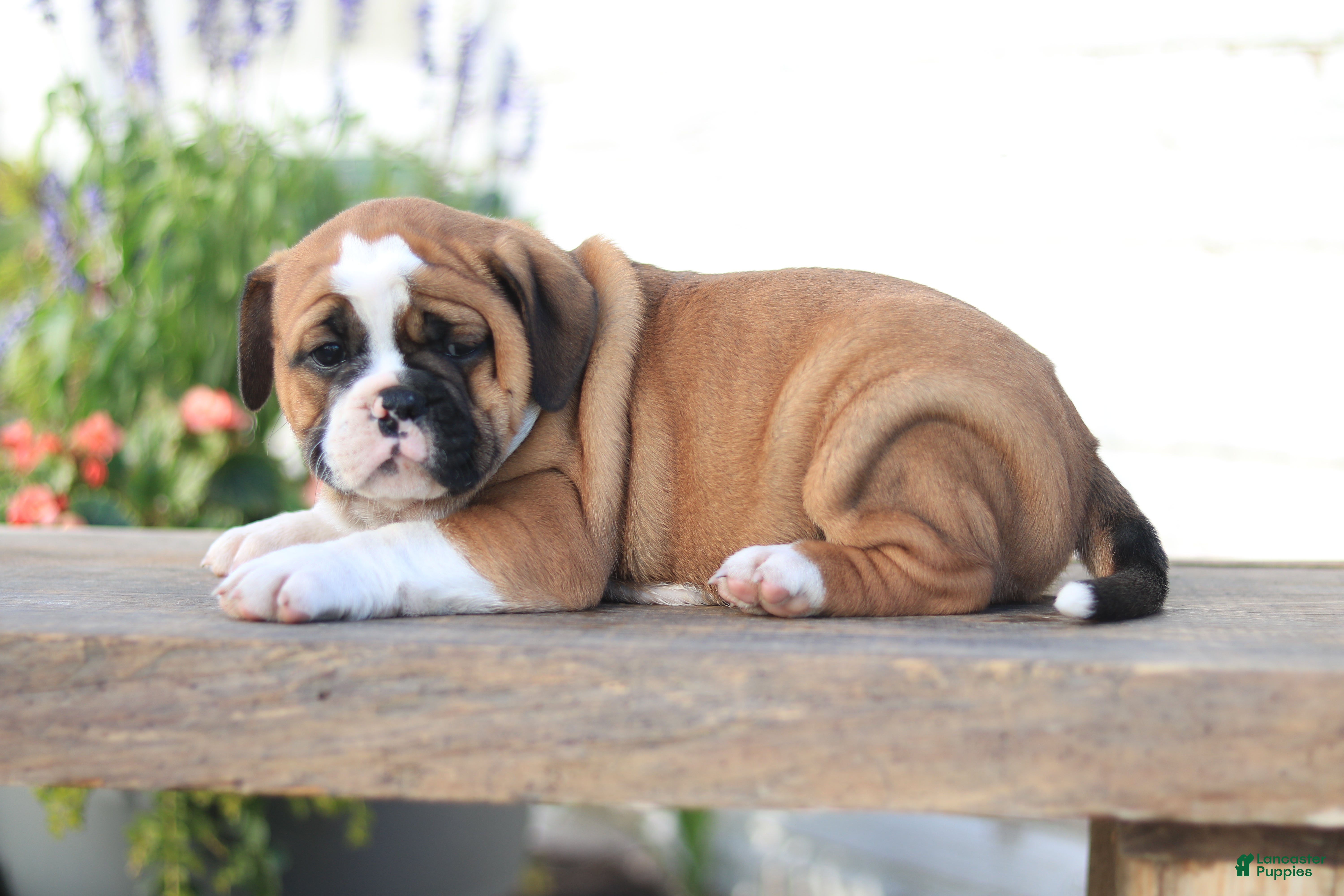 Beabull dogs Maple - Ad 40