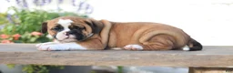 Beabull dogs for sale: Maple - Ad 1