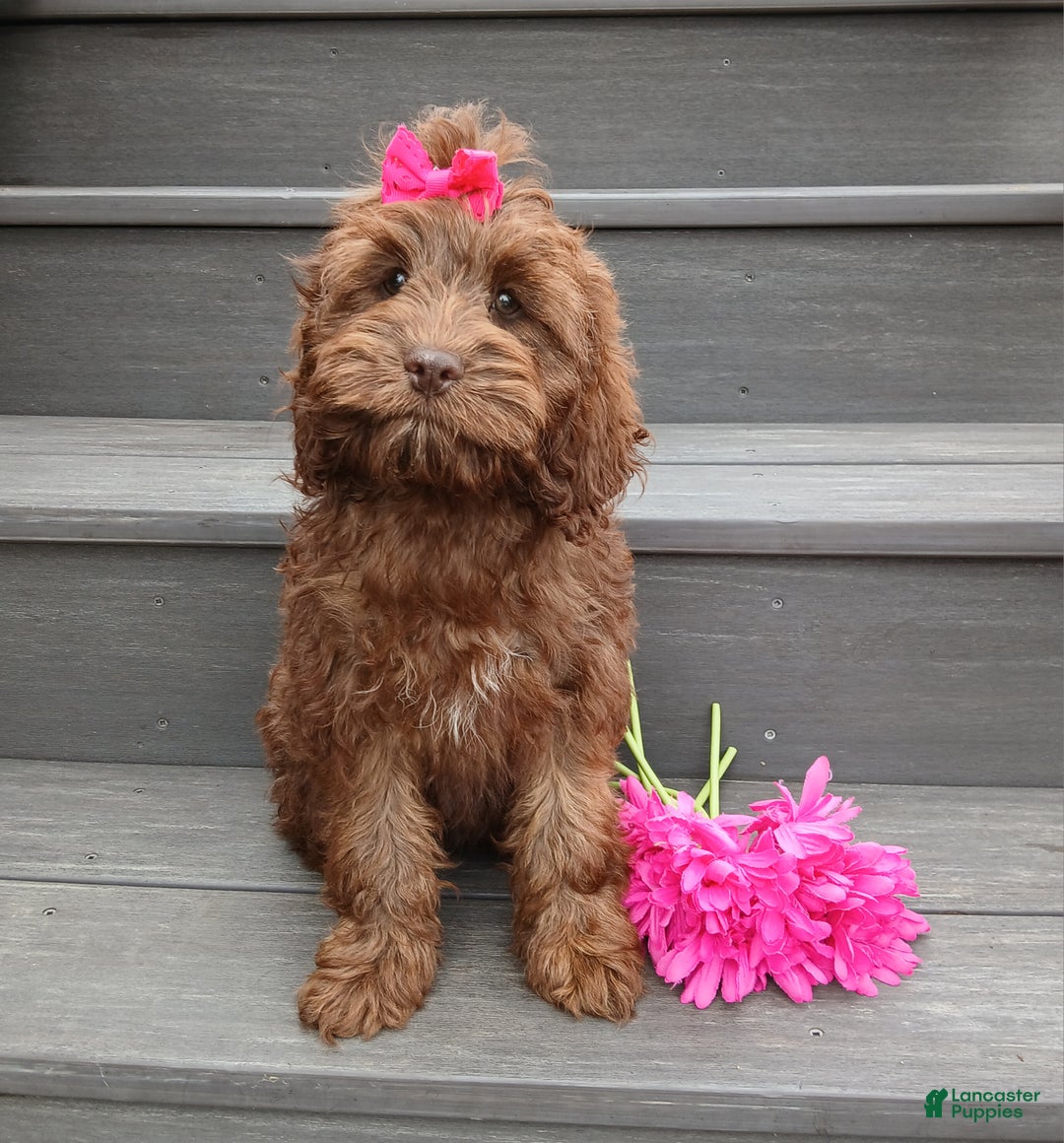 Cockapoo dogs for sale: Zola - Ad 6